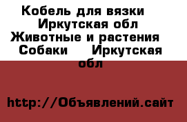 Кобель для вязки. - Иркутская обл. Животные и растения » Собаки   . Иркутская обл.